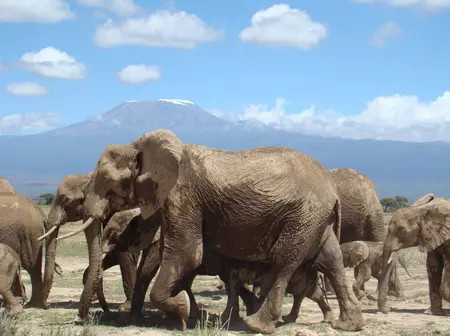 Kenya hikes park entry fees to Sh1,000 in first review in 15 years