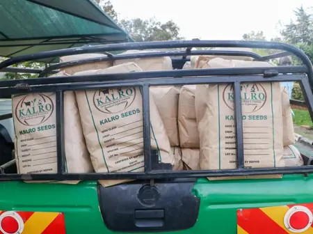 Bomet dispatches 4.5 tonnes of nutritious seeds to boost school feeding programme