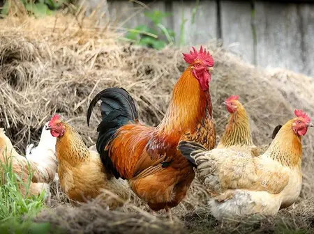 Poultry Farmers Protest Machakos County’s New Chicken Movement Charge