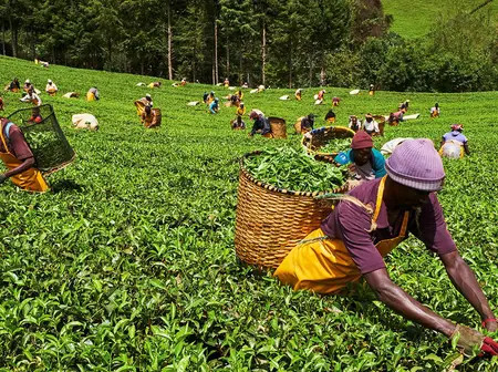 Tim Wanyonyi is right: Kenya must find formula to ringfence agricultural land from housing boom