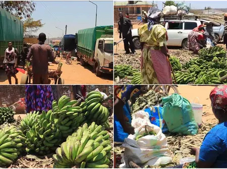 Mwingi banana traders decry heavy losses as goods rot under scorching sun