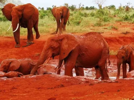 Kenya’s revised park fees kick in from October 1: What safari lovers need to know