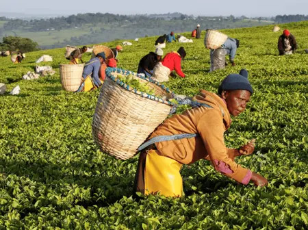 Kenya’s tea industry faces Sh6.5 billion losses as Sudan ban persists